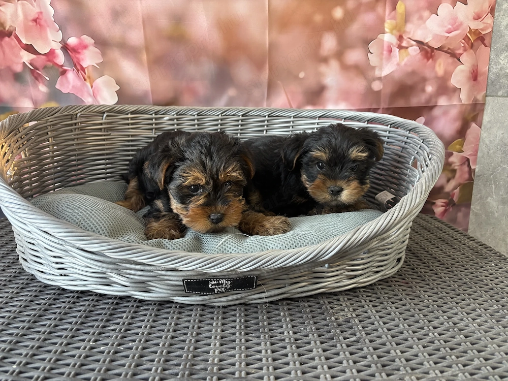 Mini yorki yorkshire terrier