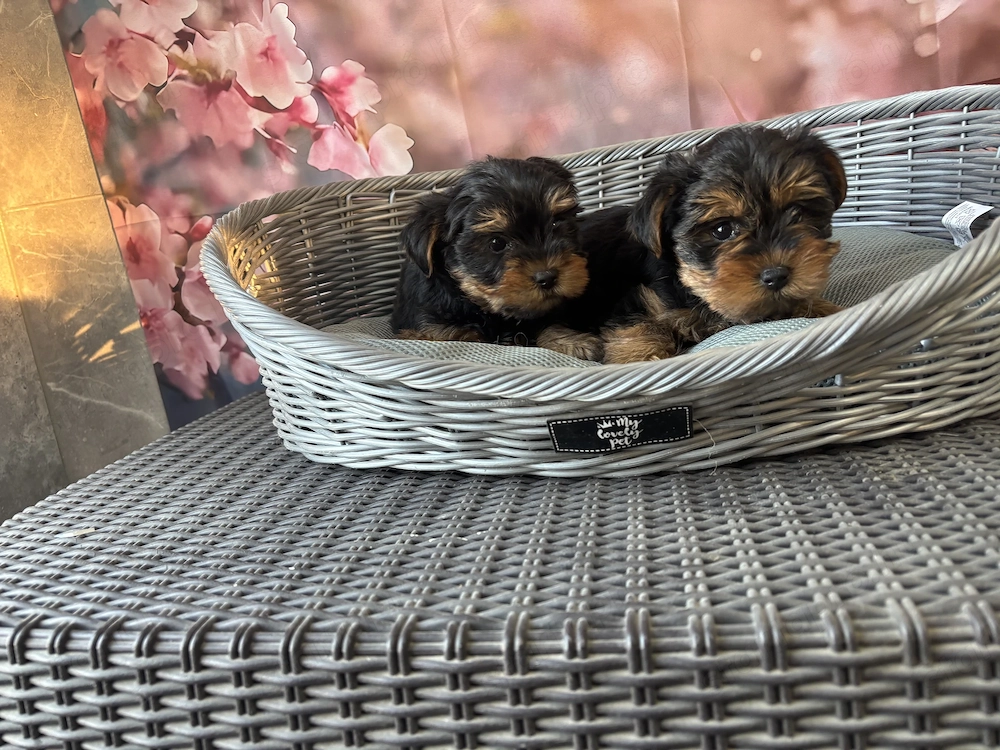 Mini yorki yorkshire terrier