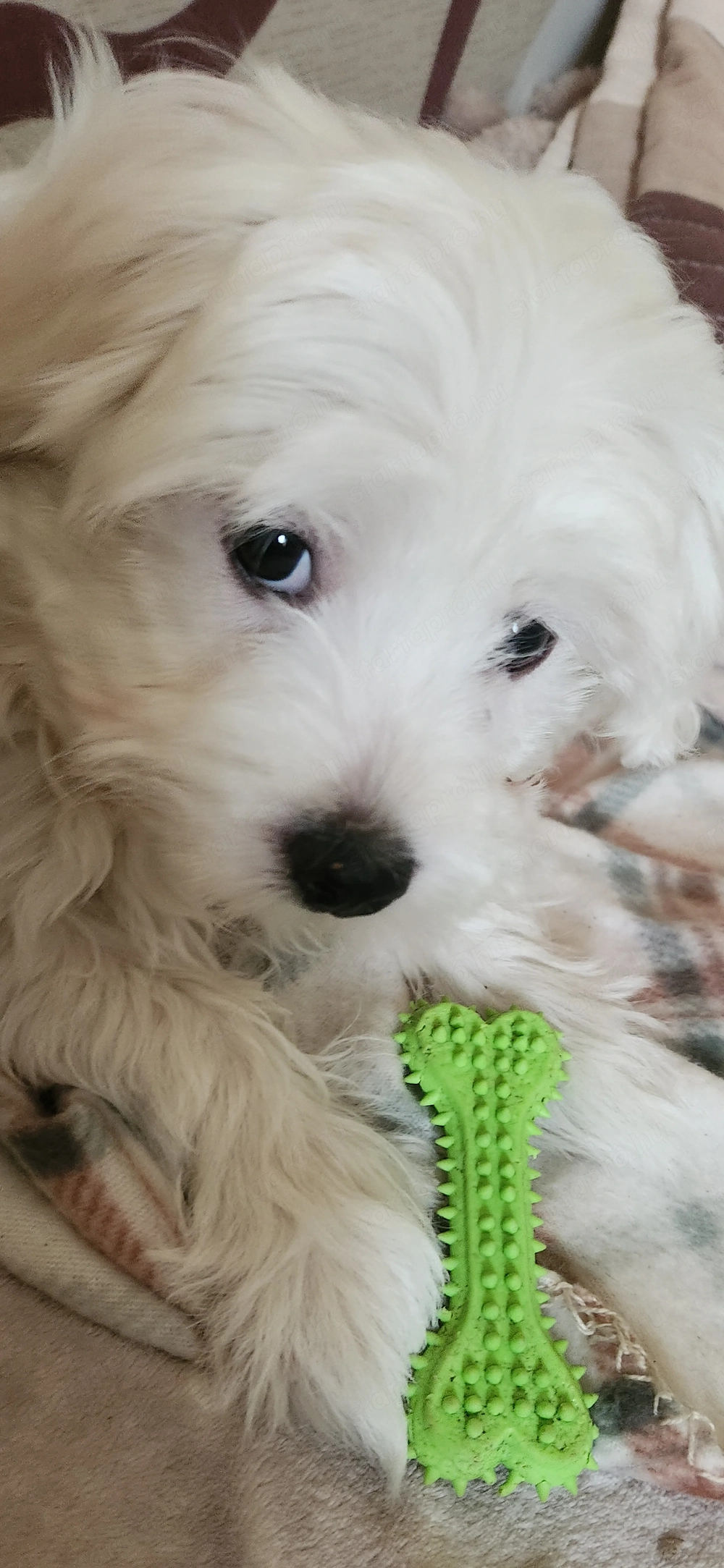 Máltai Selyemszőrű kisfiú,kislány 12 hetesek