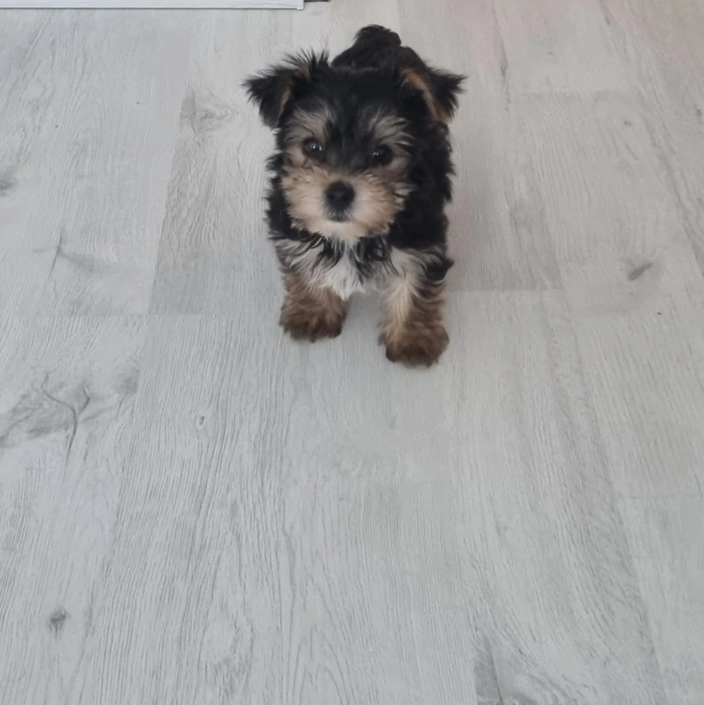 Gazdit keres egy 8 hetes Yorkshire Terrier jellegű kan kiskutya!