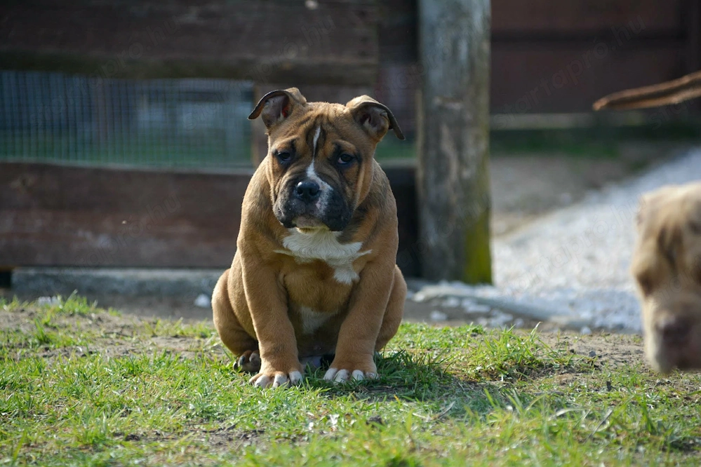 American bully kiskutya