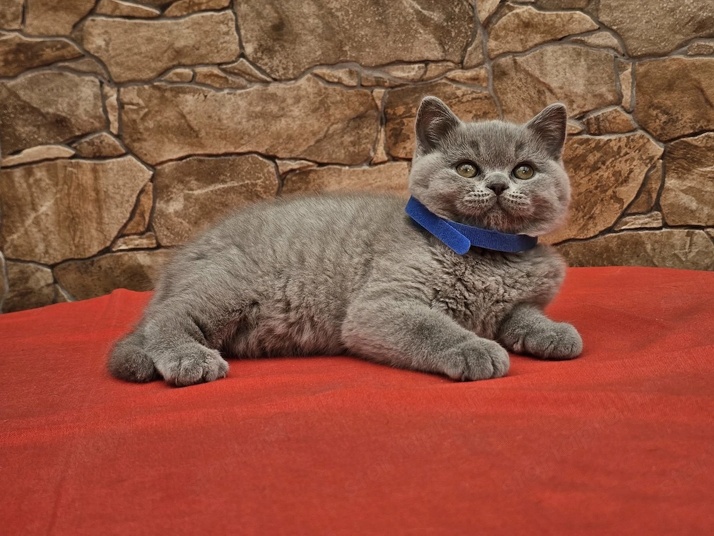 Brit rövidszőű cicák eladók