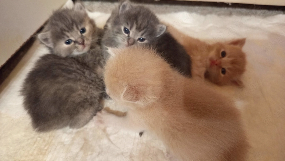 Perzsa anyától cica , szürke és vörös kiscica