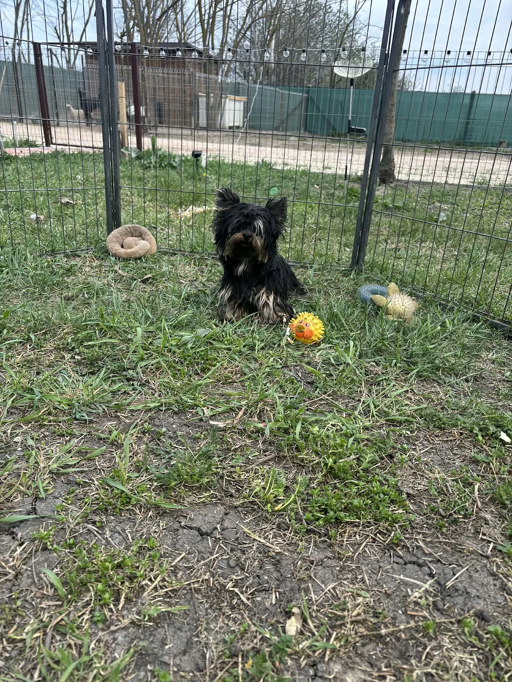 Yorki kiskutyák gazdit keresnek