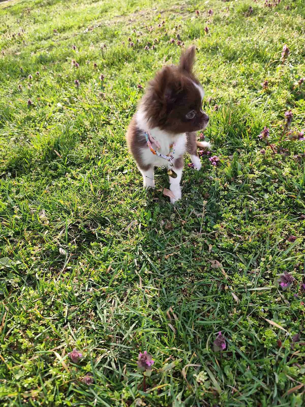 Törzskönyvezett csivava kislány 