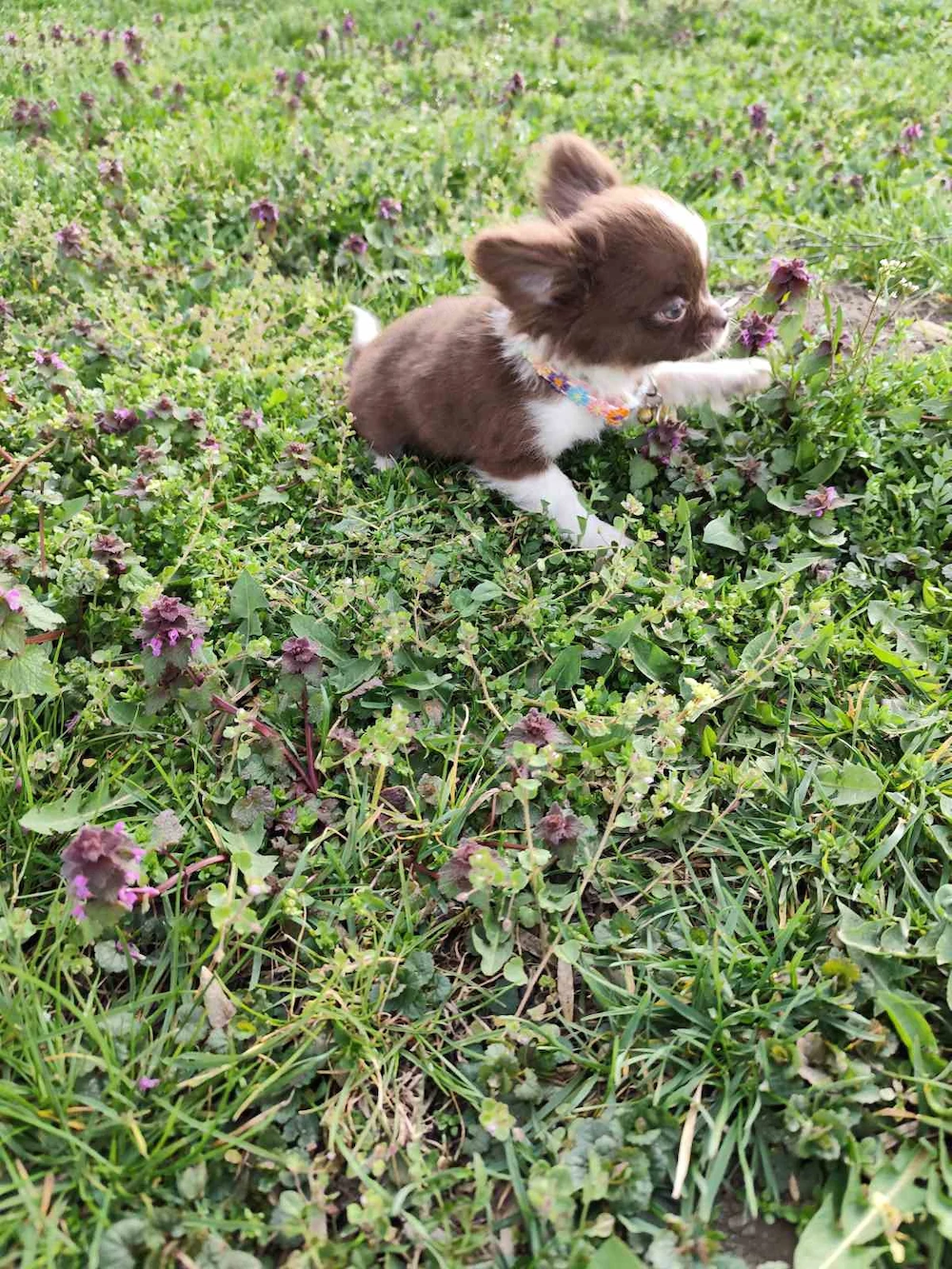 Csivava Chihuahua Törzskönyvezett szuka kölyök 