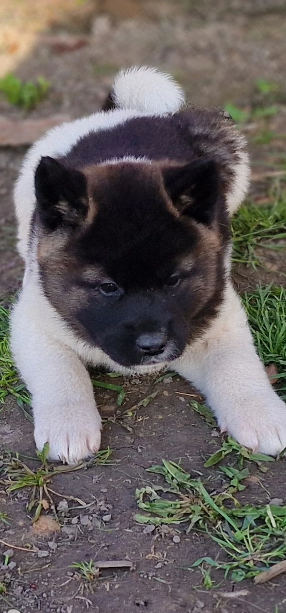 Amerikai Akita