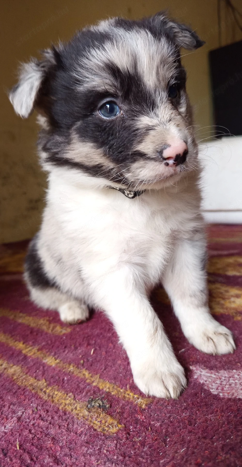 Border Collie fajtatiszta jellegű kiskutyák ingyen elvihetők 