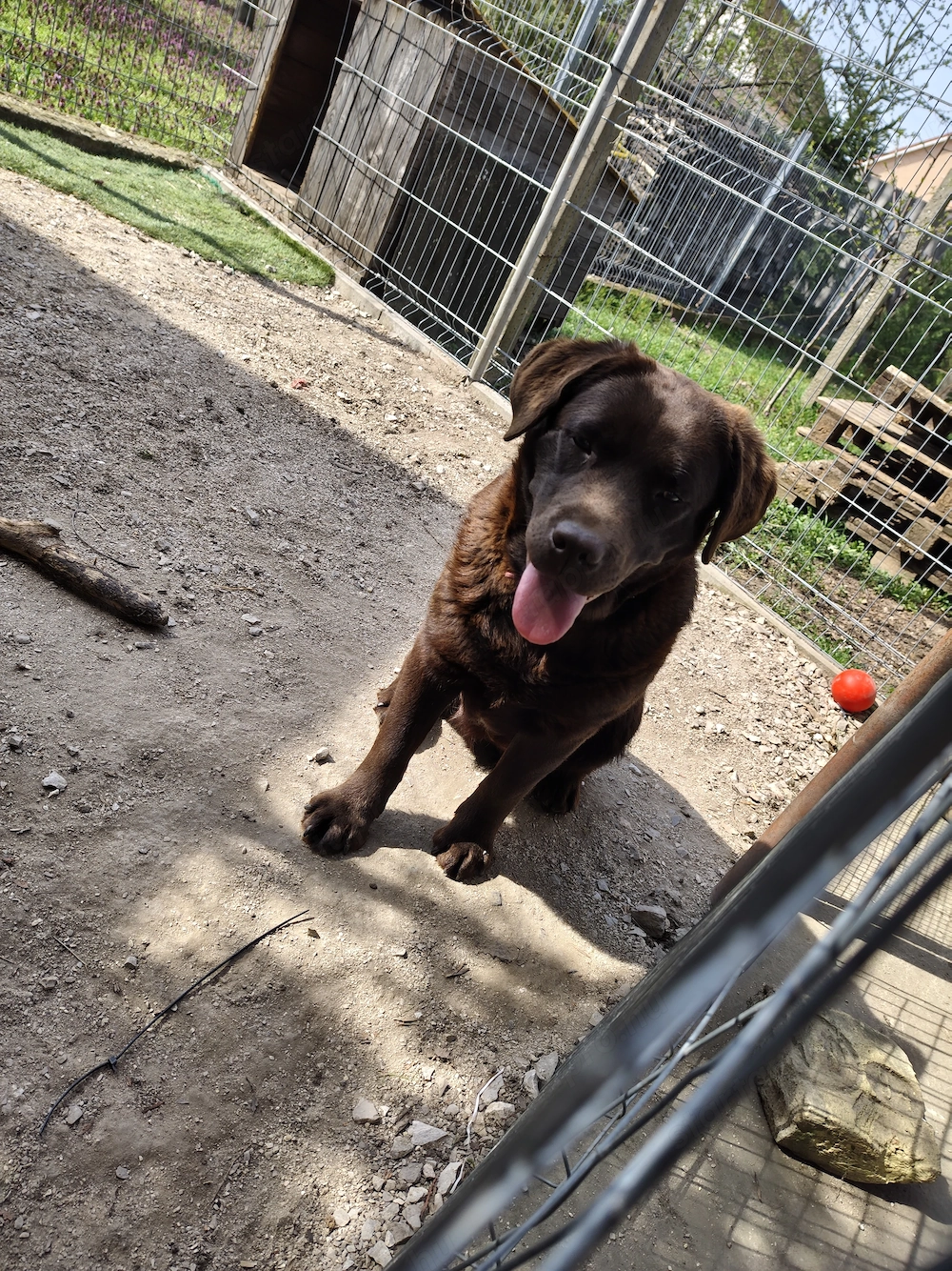 Csoki Labrador szuka