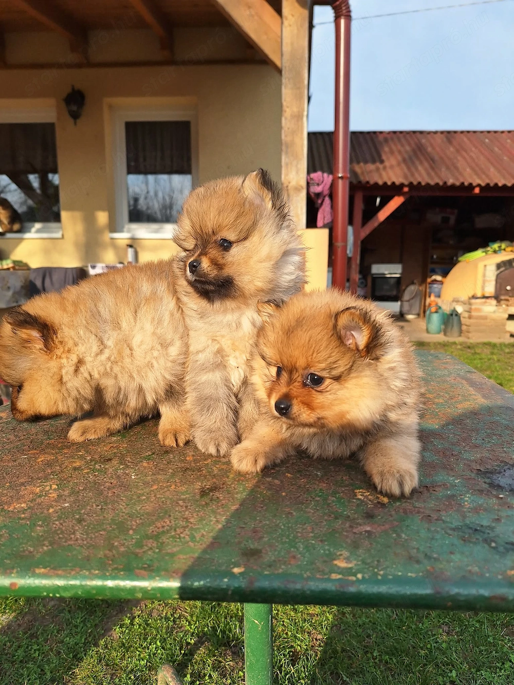 Német spitz kutya kölykök 