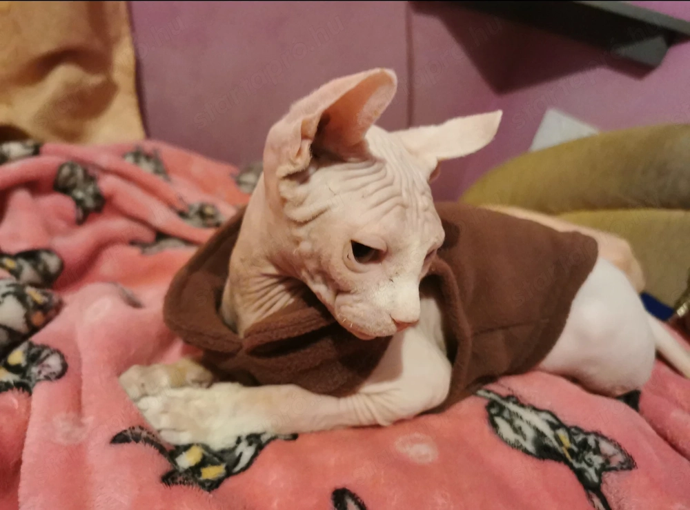 Szfinx macska eladó. Törzskönyvezett,csippelt.