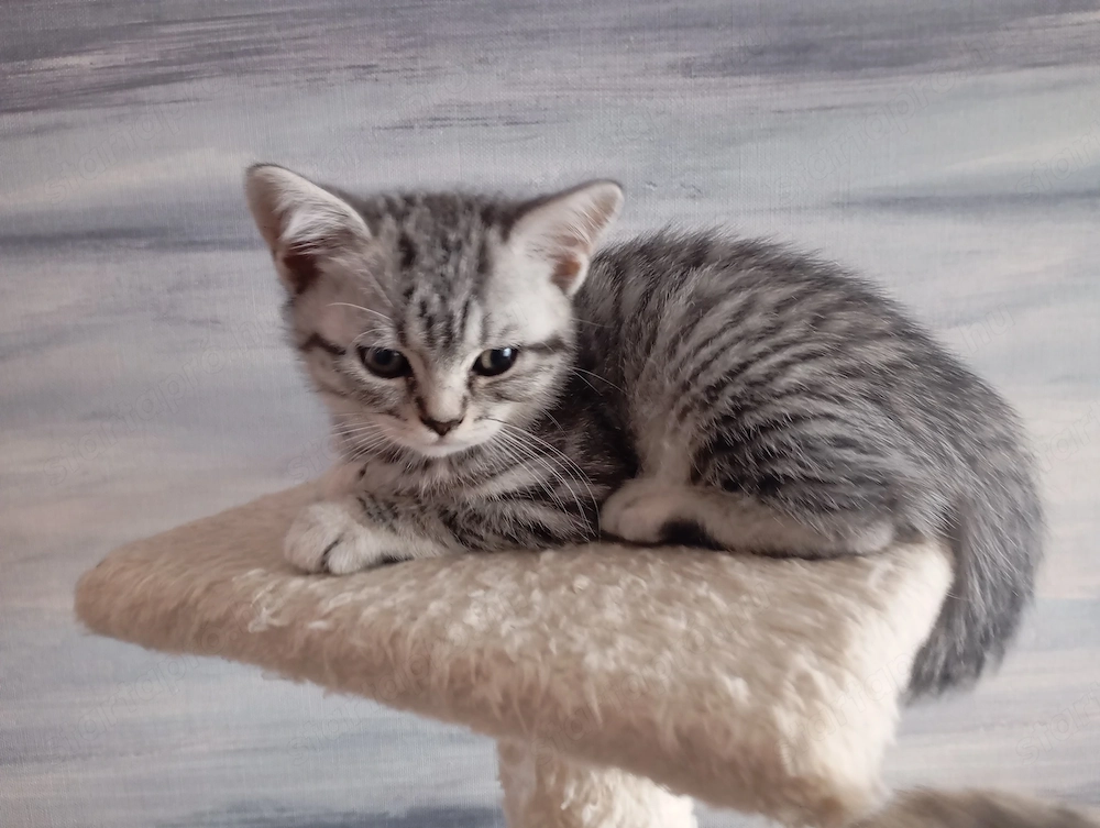 Brit jellegű kislány