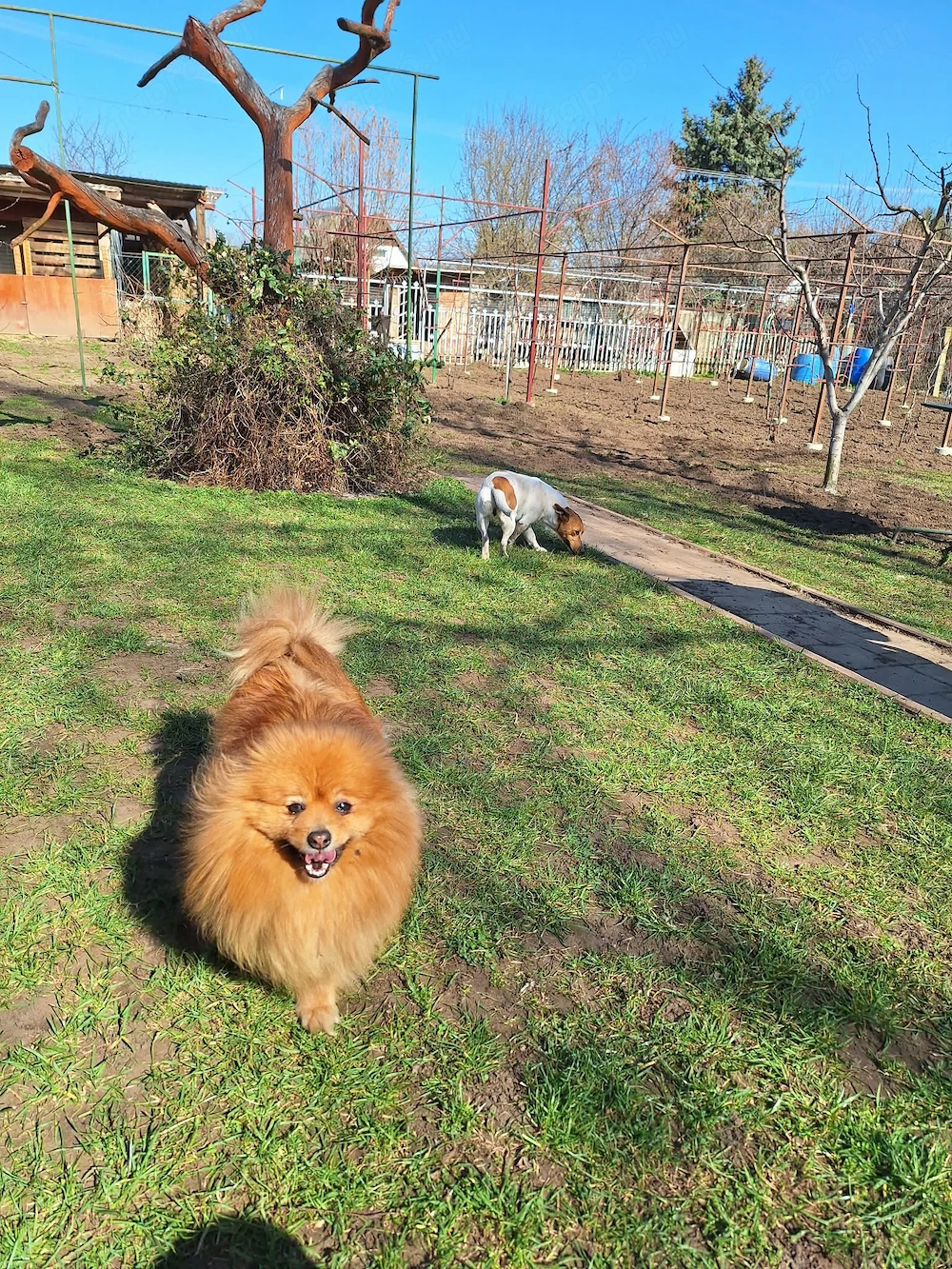 Felnőtt kisspiccek, kis spitz eladó
