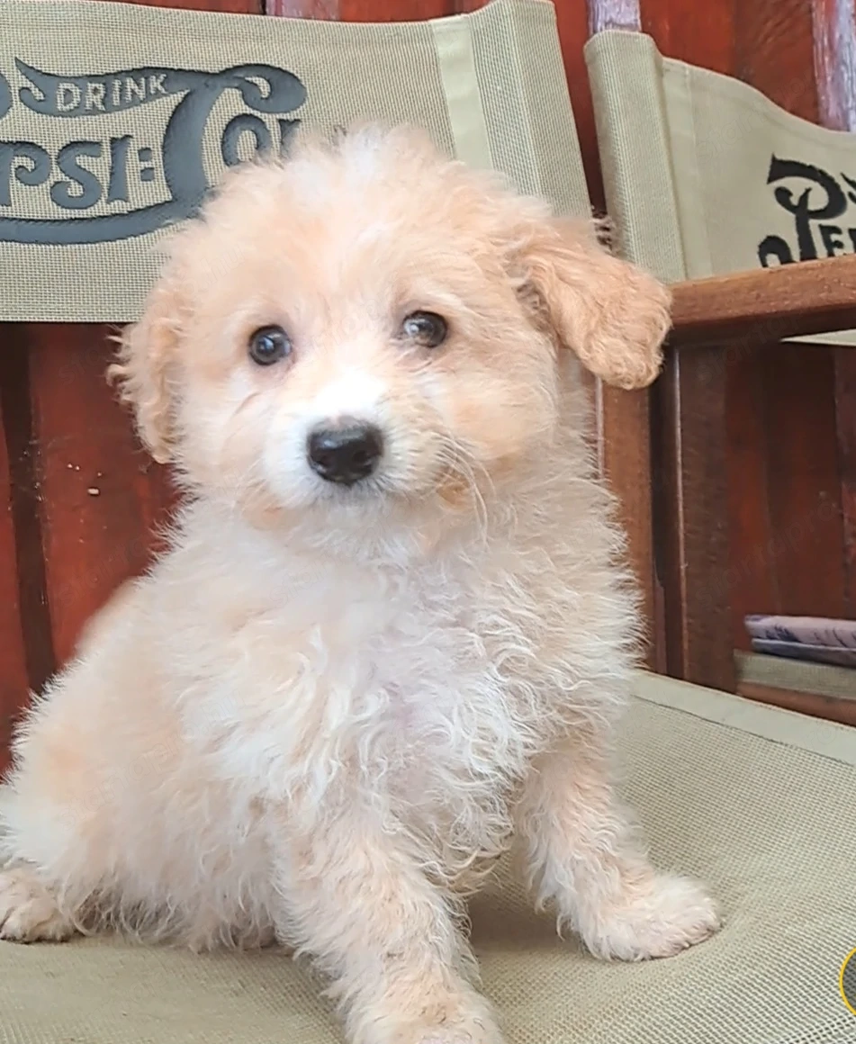 Maltipó kislány máshol játszana!