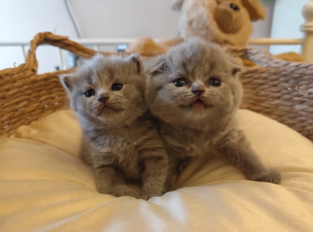 Skót lányok foglalhatók 