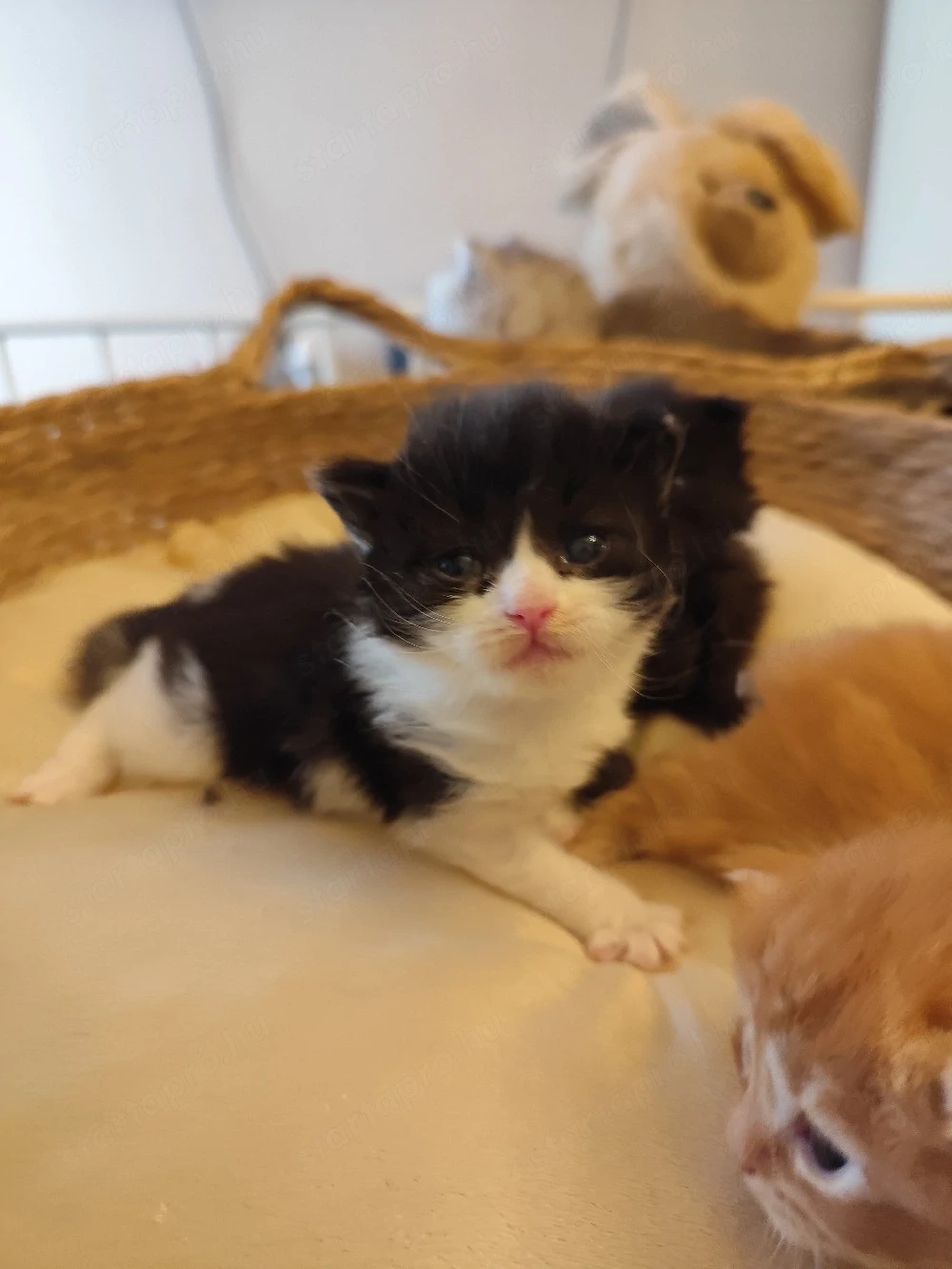 Brit fiúk foglalhatók 