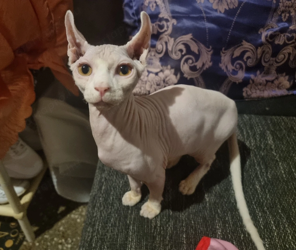 Szfinx macska fiú,ivaros eladó. Törzskönyvezett,csippelt.