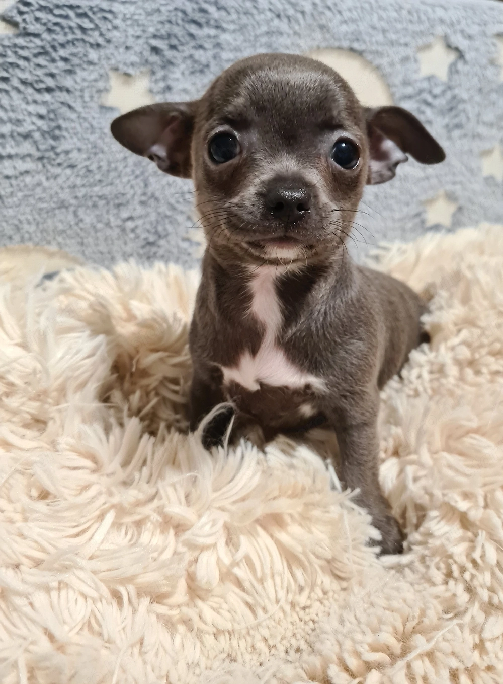 Színes csivava babyk foglalhatóak!