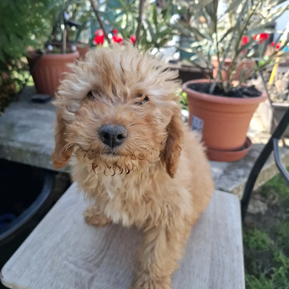 Törpe uszkár kislány 