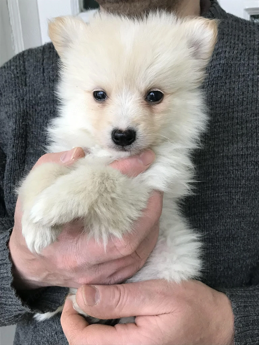 Azonnal elvihetőek! Tündéri Spicc, Spitz fiú kutyusok!