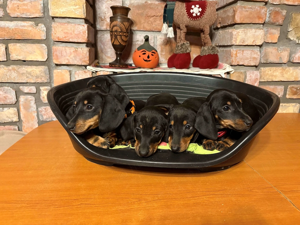 Törpe tacskó eladó