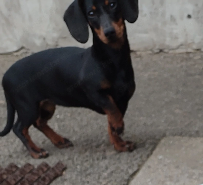 Törpetacskó szuka eladó. 