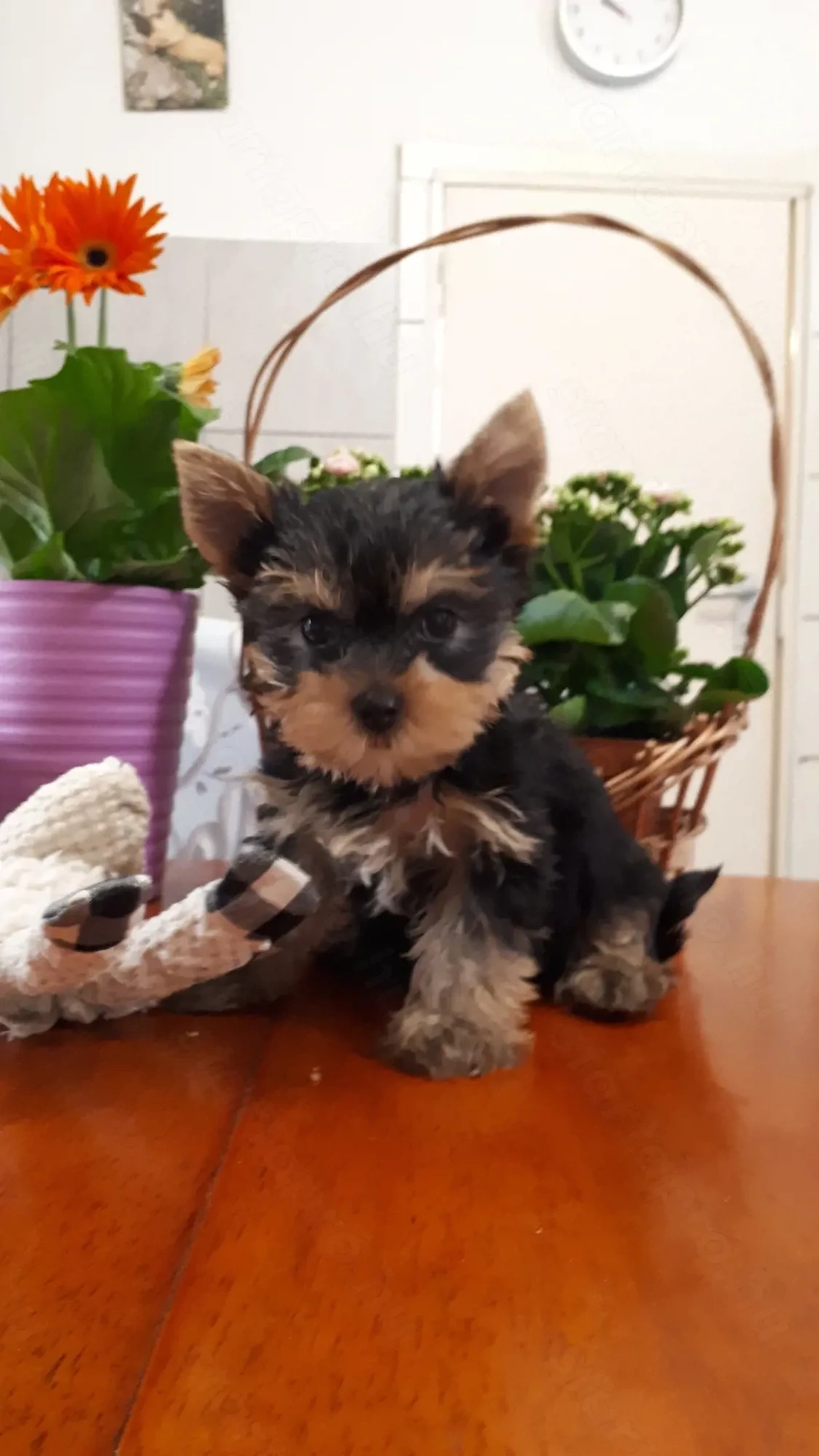 Fajtatiszta mini yorki kisfiúk eladók