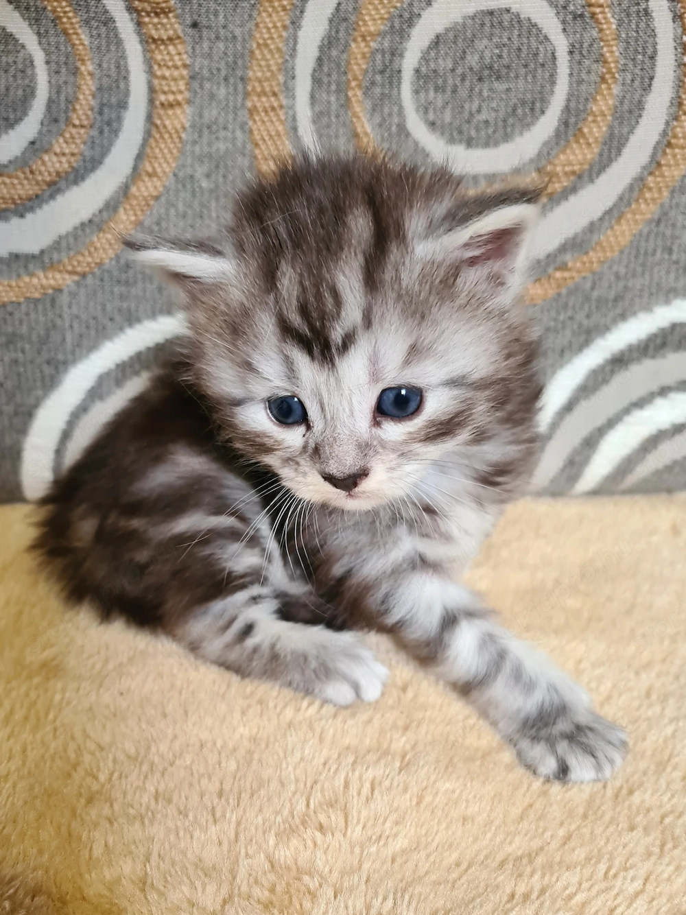 Törzskönyvezett szülőktől Maine Coon babyk foglalhatók!