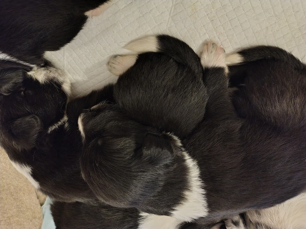 Border Colli kiskutyák kiválaszthatók, eladók 