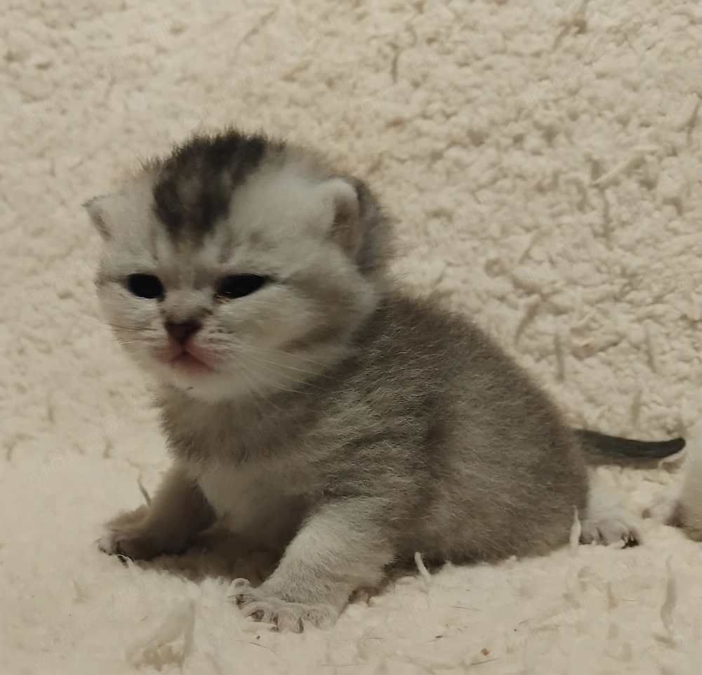 Brit kislány kiscica foglalható