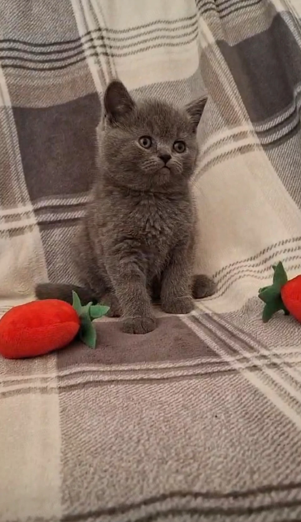 Eladó Brit Kék Kisfiú Cica