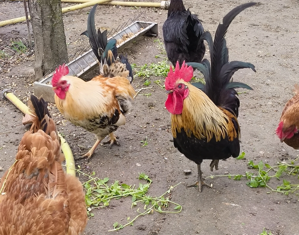 Krédli kakasok eladók!