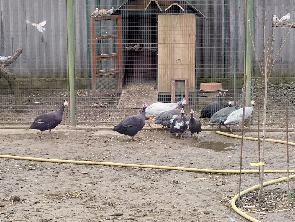 Gyöngytyúk kakasok eladók!