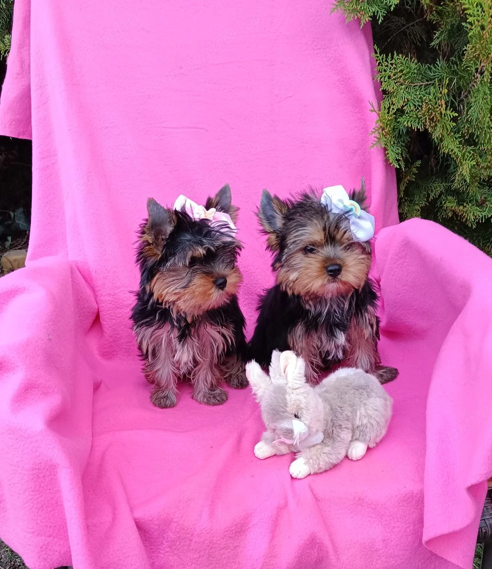 mini Yorkshire Terrier eladó