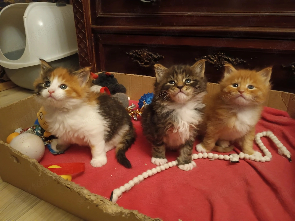 Eladó Maine coon kölyökmacska