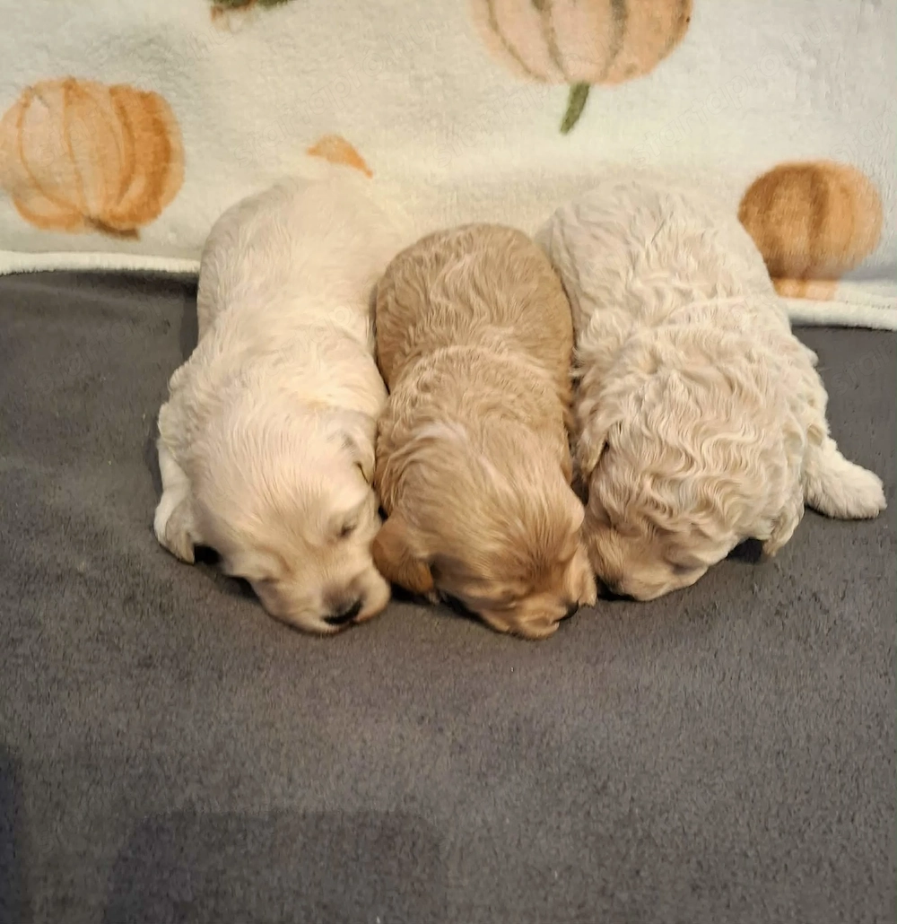 Maltipoo kiskutyák foglalhatóak 