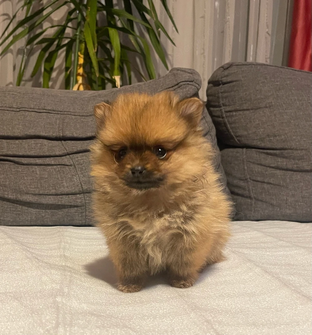 Pomerániai Törpe Spitz kisfiú