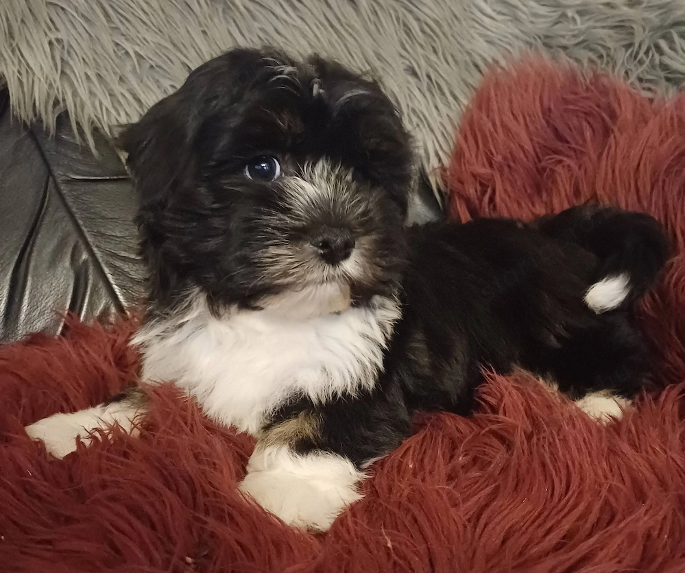 Csodaszép trikolor bichon havanese babák