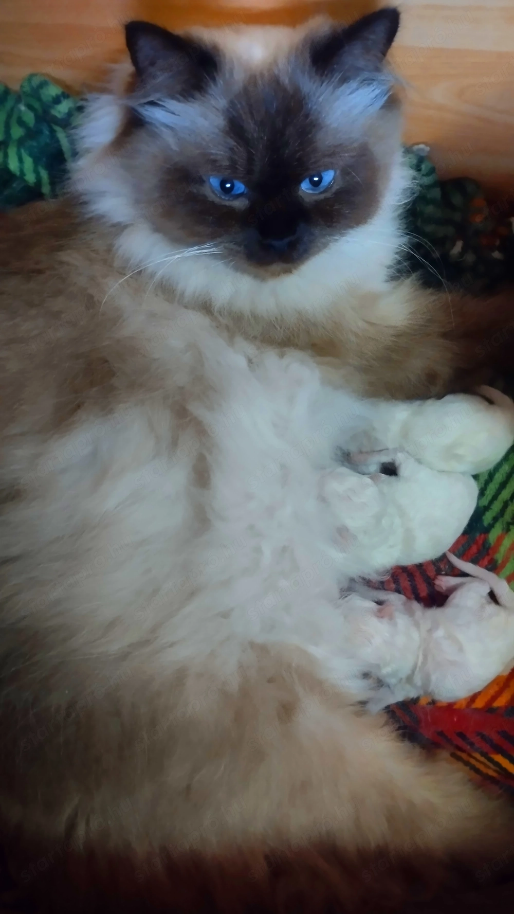 2026.03.28.-án Született Ragdoll kiscicák!