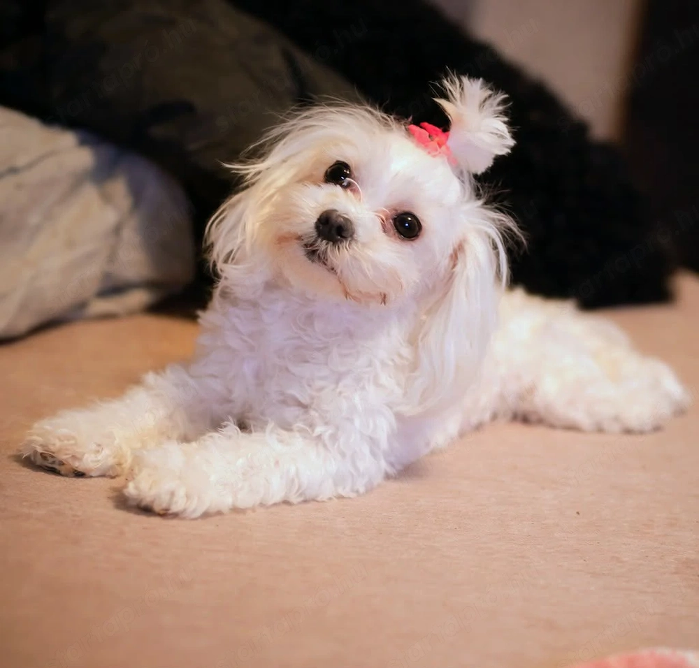 Eladó mini Máltai lány selyemkutya