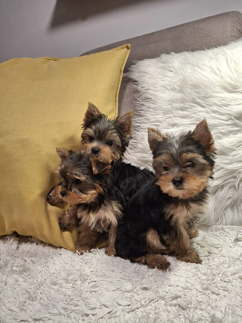 Yorkshire terrier kiskutyák