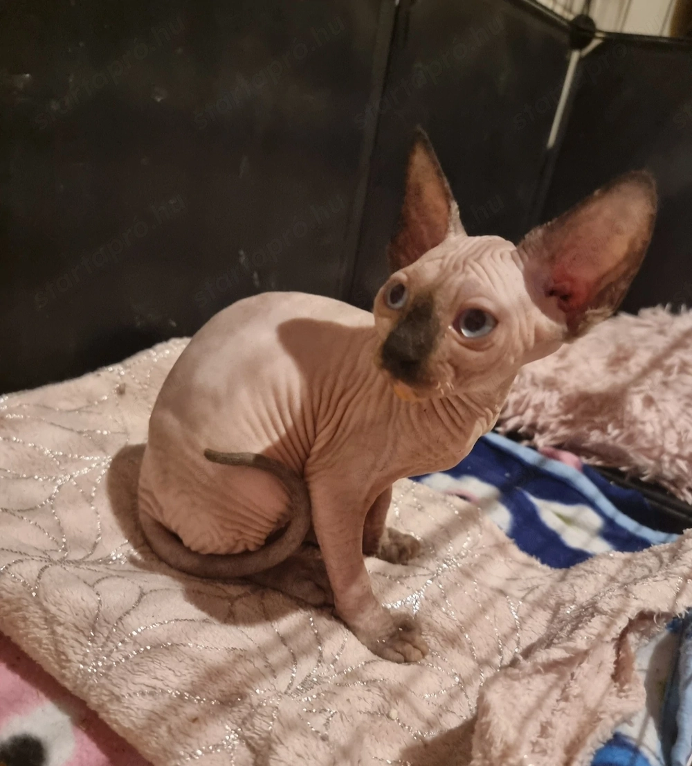 Szfinx ivaros lány cica eladó. 