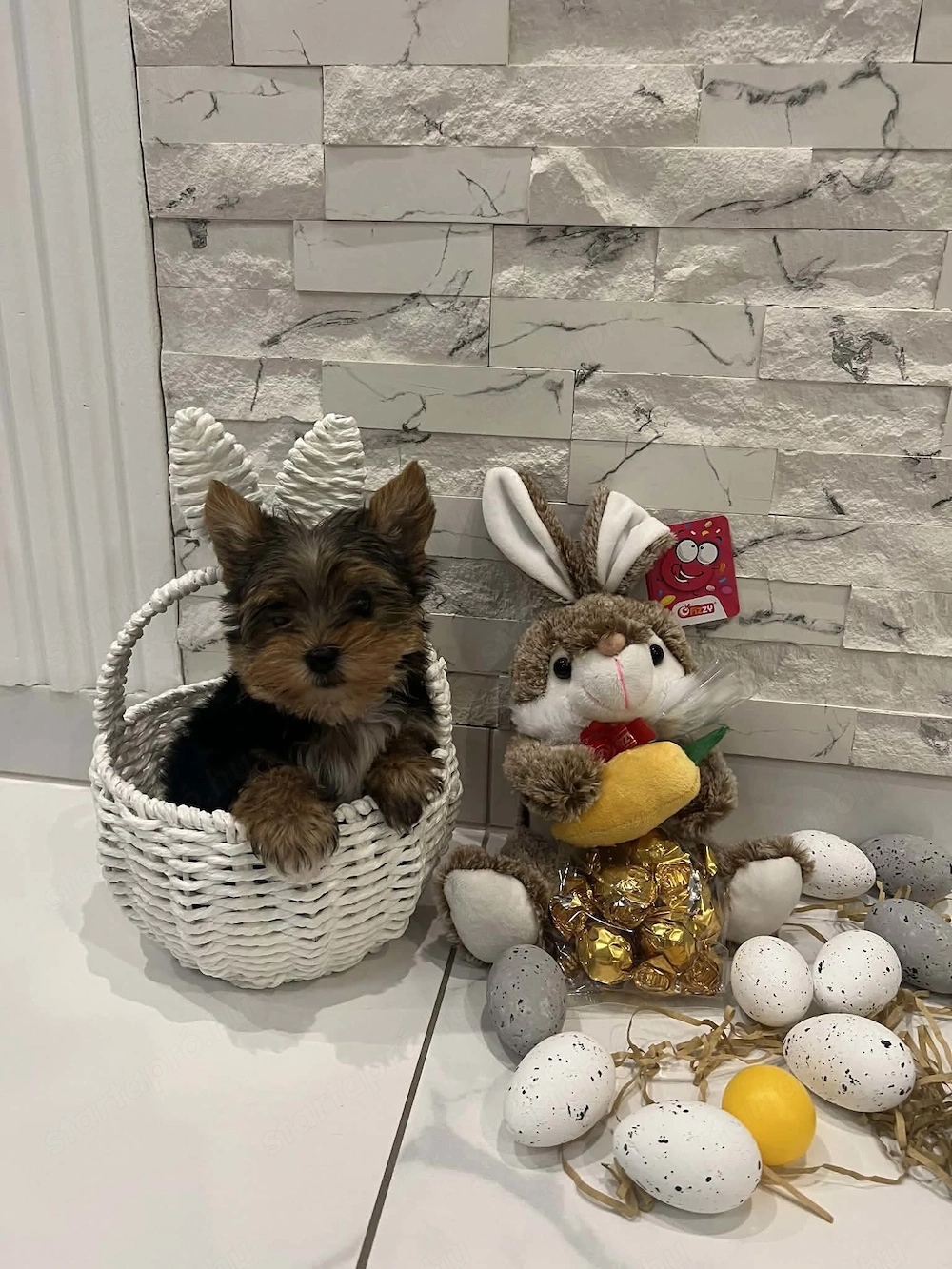 Yorkshire terrier kiskutya