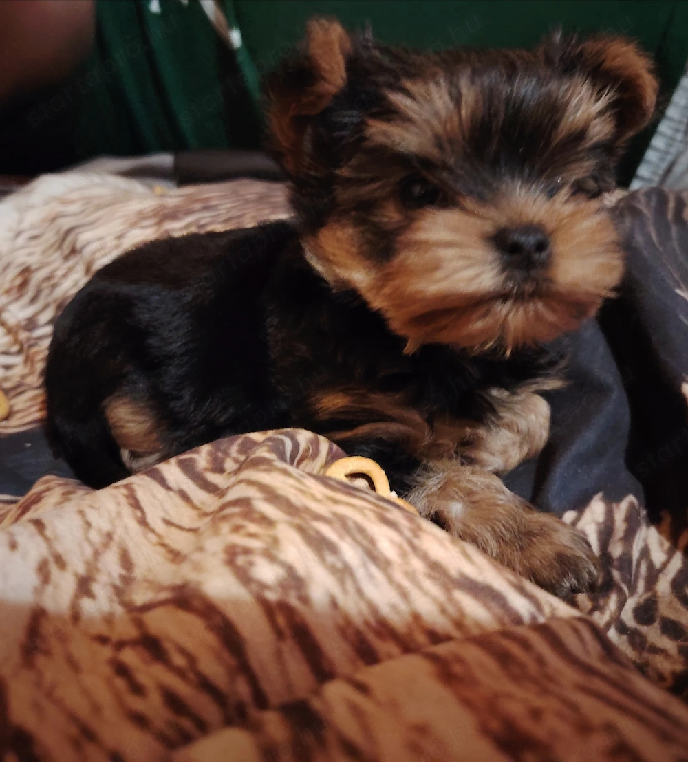 Eladó Yorki Terrier kislány 
