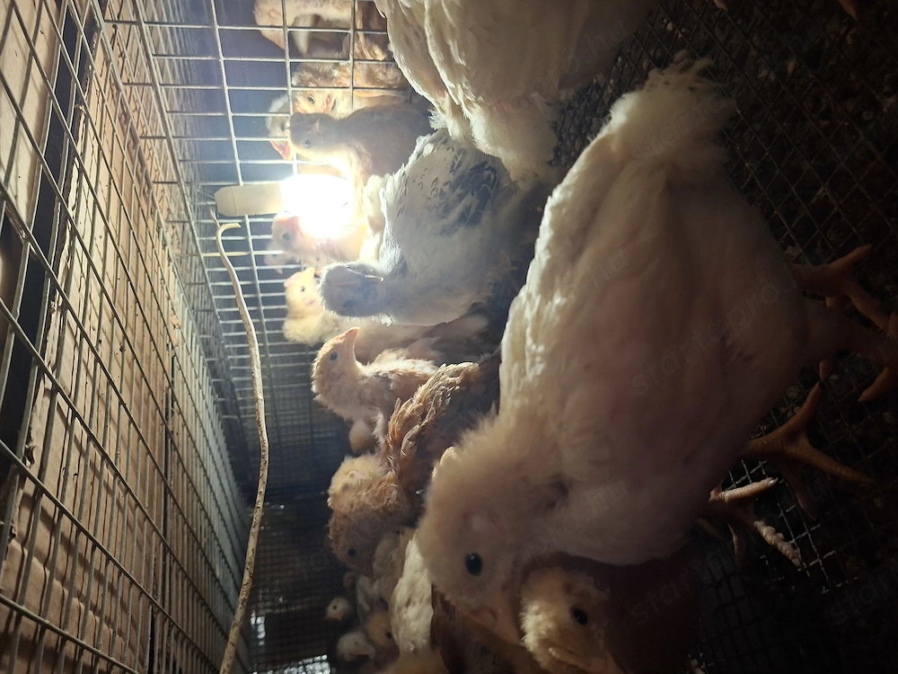 4 hetes előnevelt  csirke