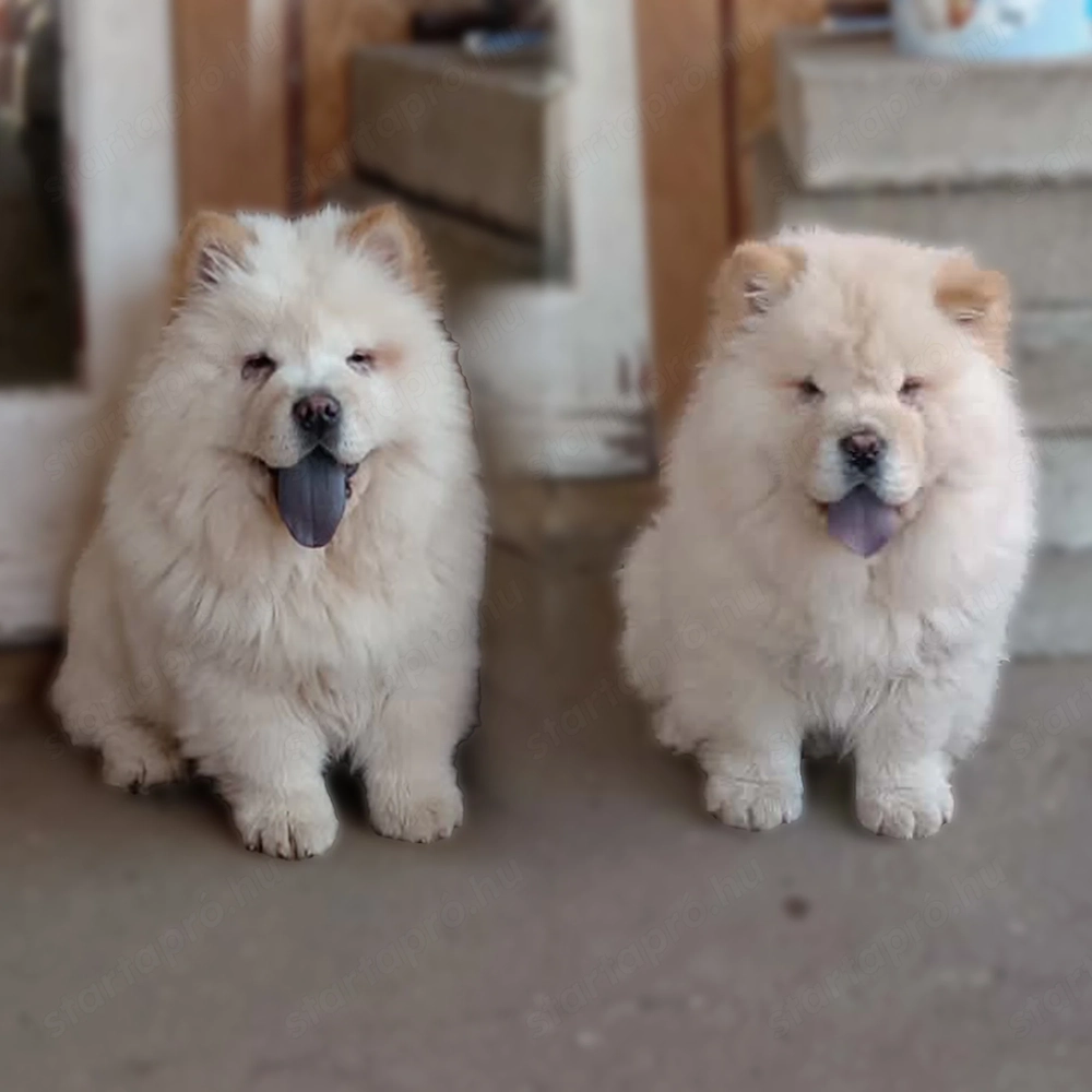 Eladó 2 db 16 hetes kan csau csau (chow-chow) kiskutya helyhiány miatt. 