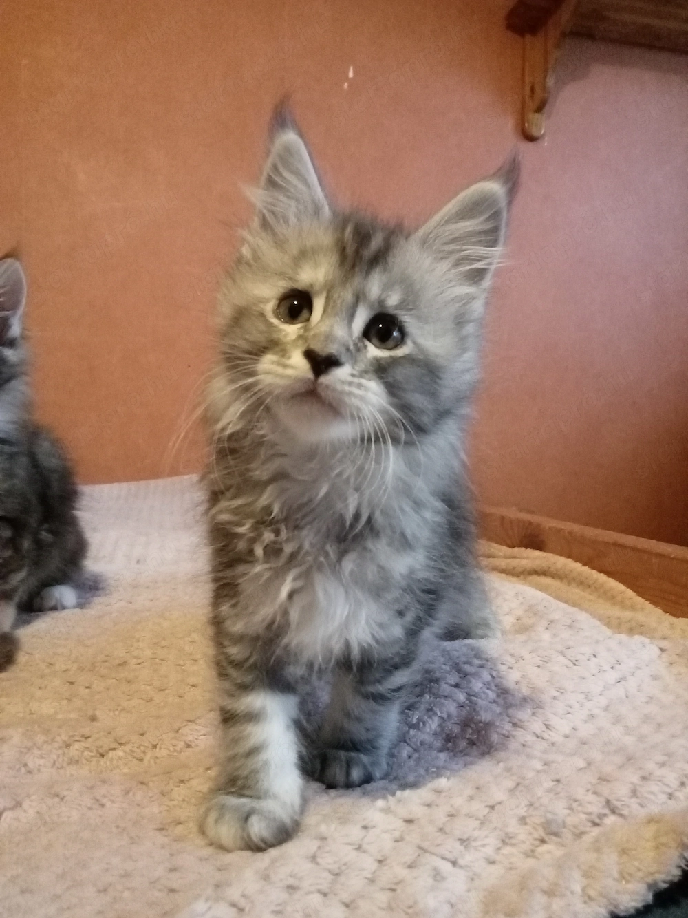 Maine coon cica- Hivatalos tenyészetből 