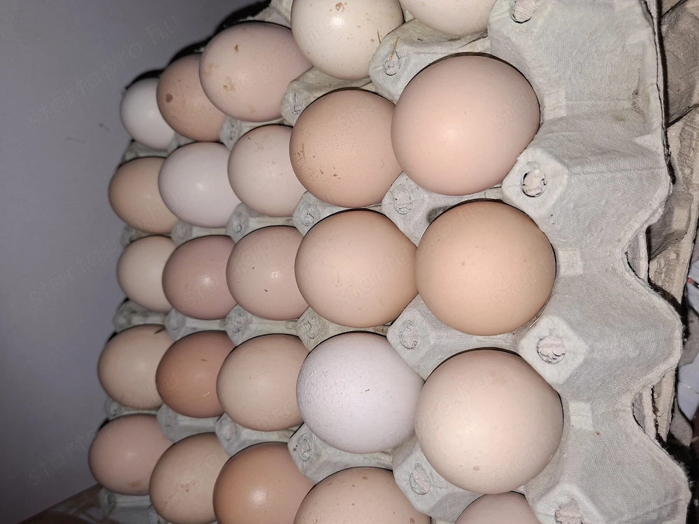 Keltetni való tojás