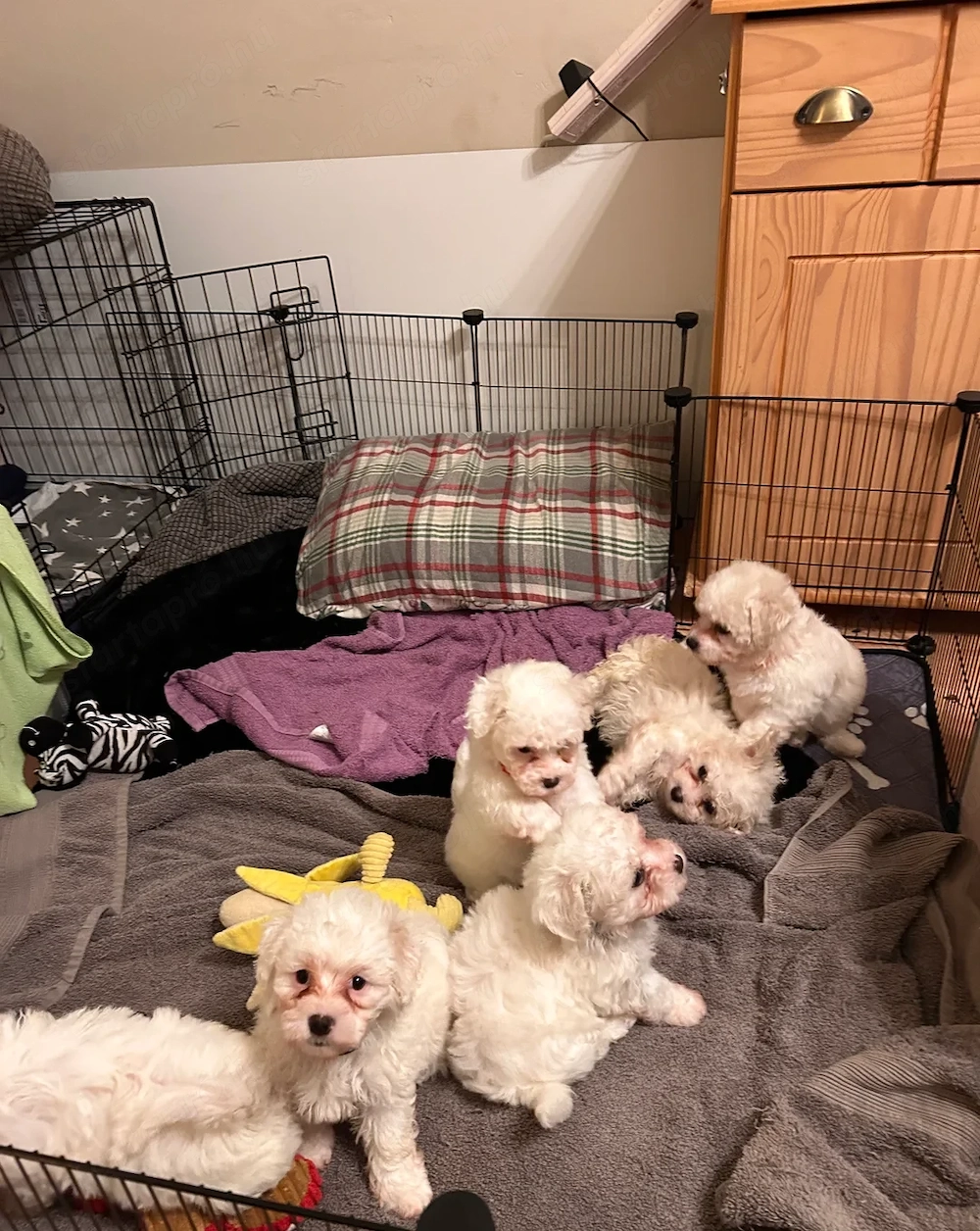 Törzskönyvezett máltai selyemkutyák