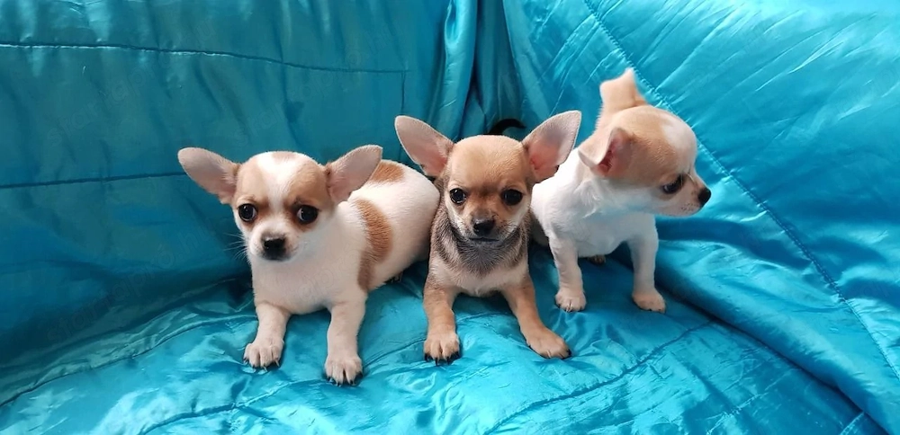 Játékos csivavakutyák